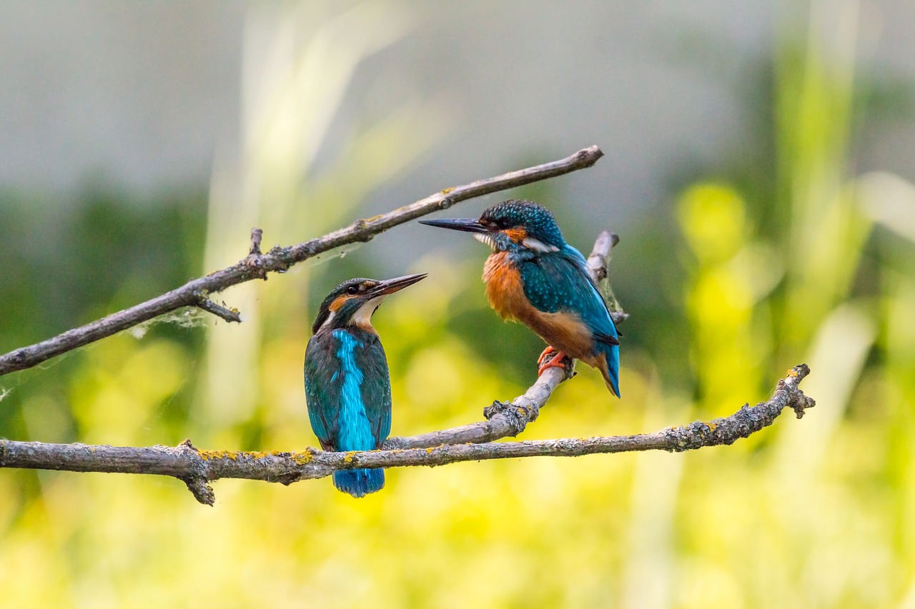 kingfisher couple pair free photo