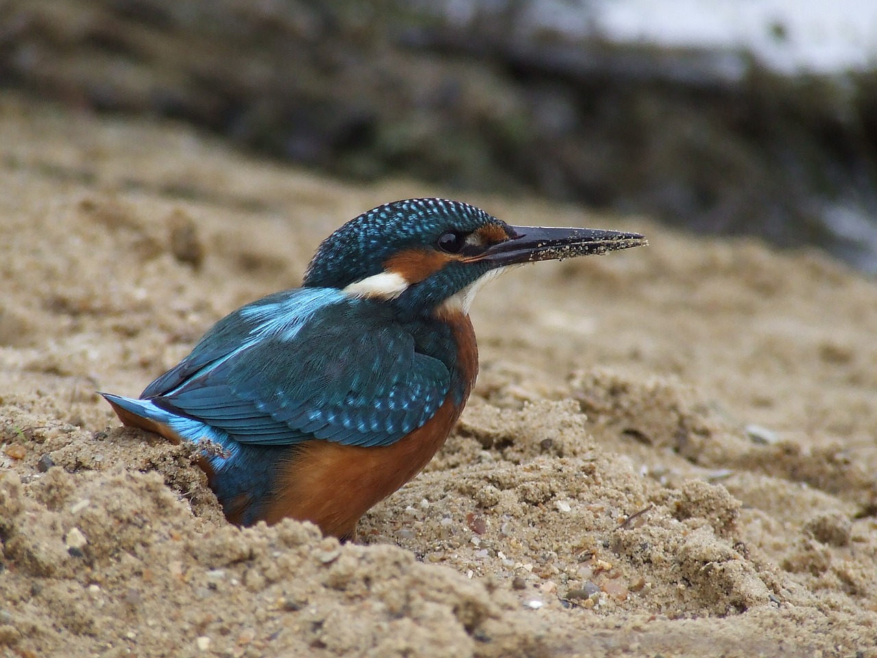 kingfisher wildlife bird free photo