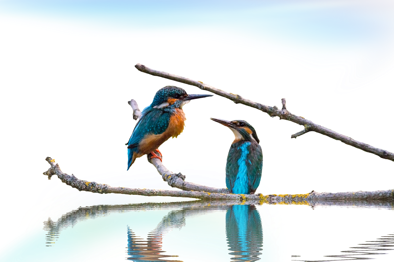 kingfisher landscape isolated free photo