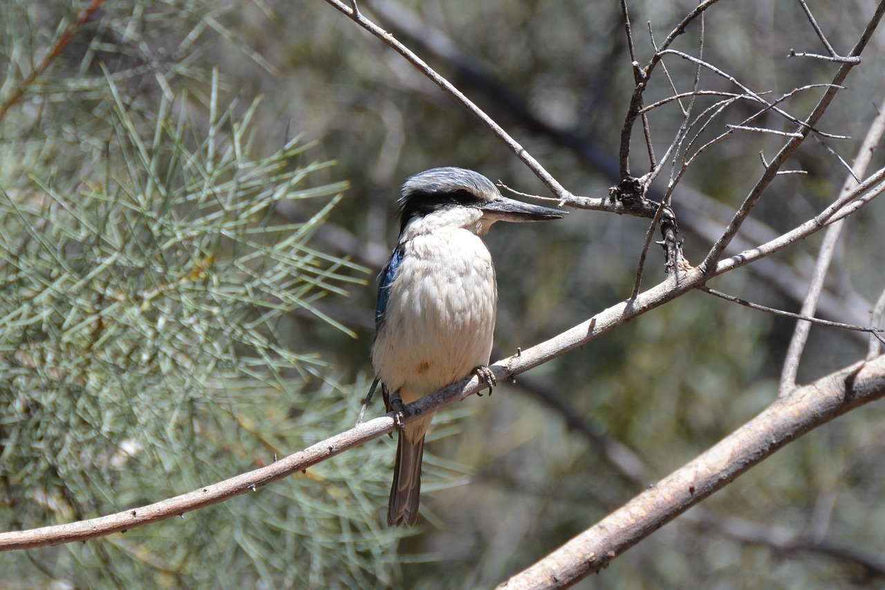 kingfisher kookaburra bird free photo