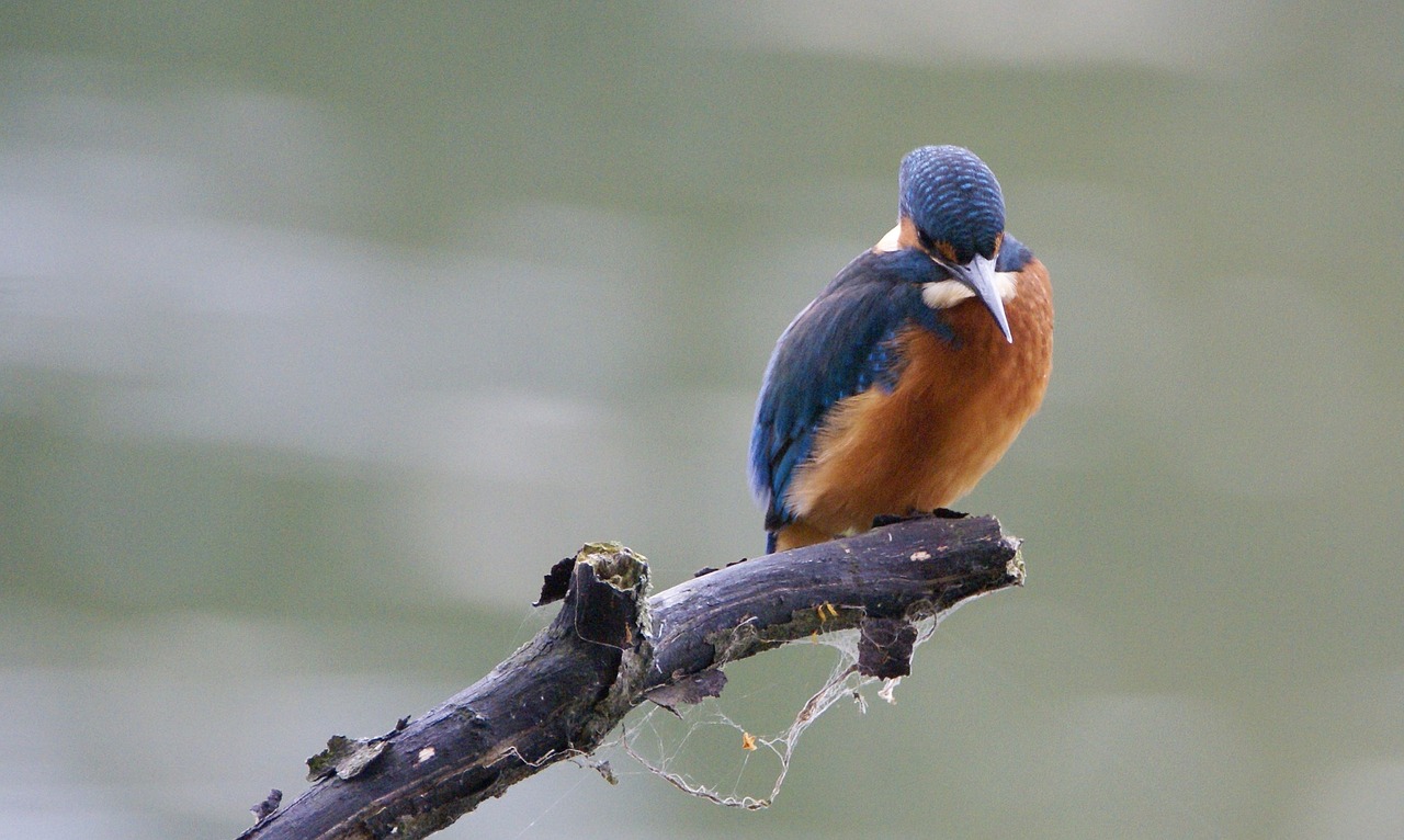 kingfisher nature birds free photo