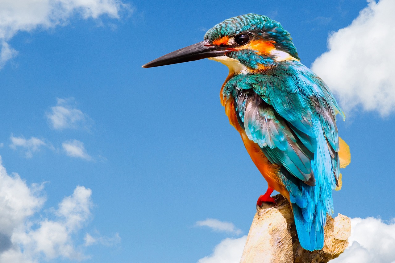 kingfisher bird wildlife free photo