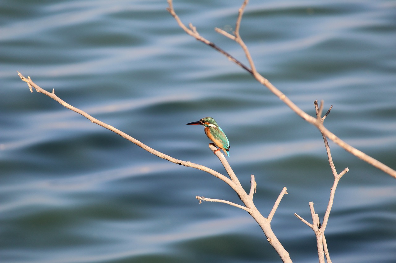 kingfisher bird nature free photo