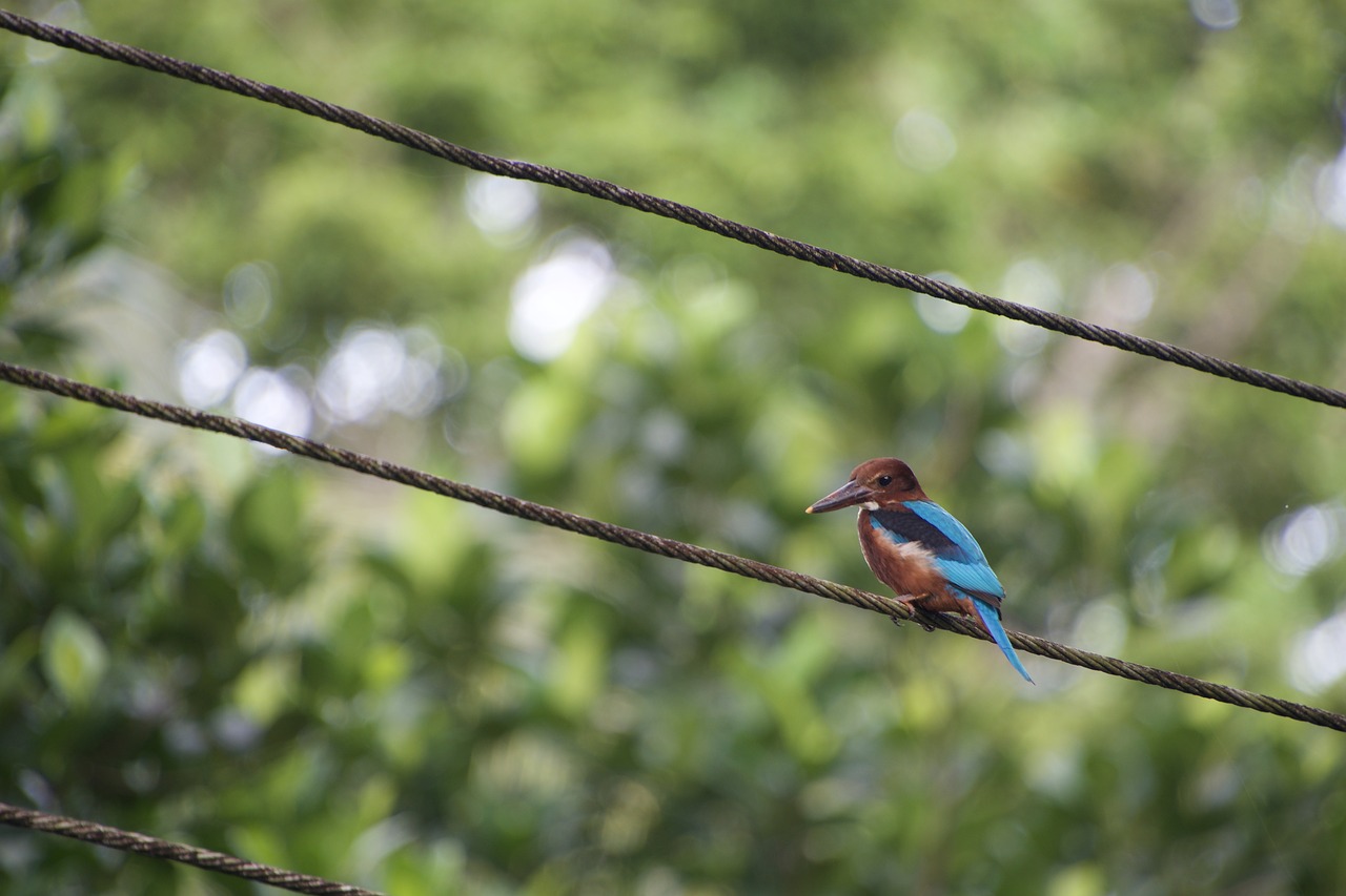 kingfisher  bird  nature free photo