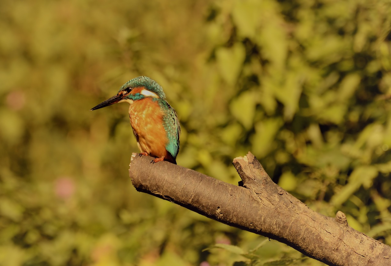 kingfisher  summer  nature free photo