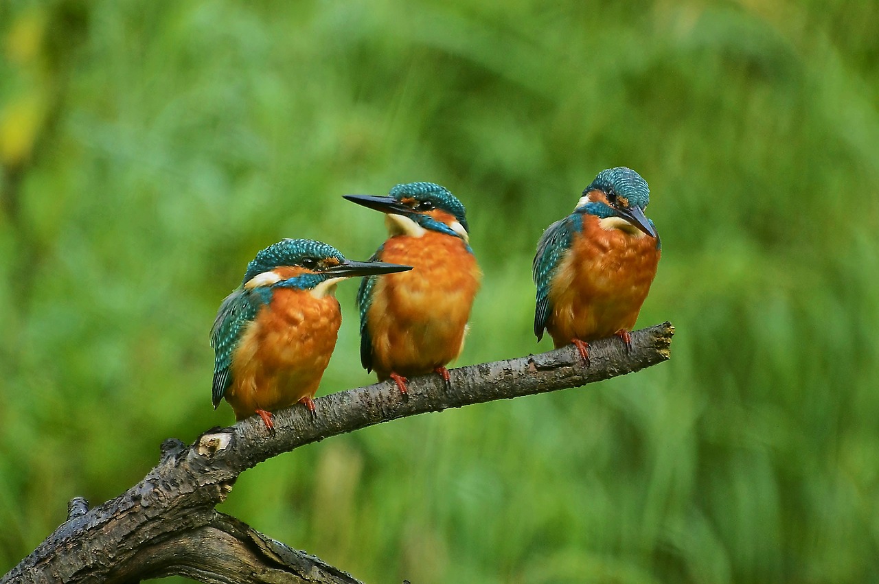 kingfisher  nature  branch free photo