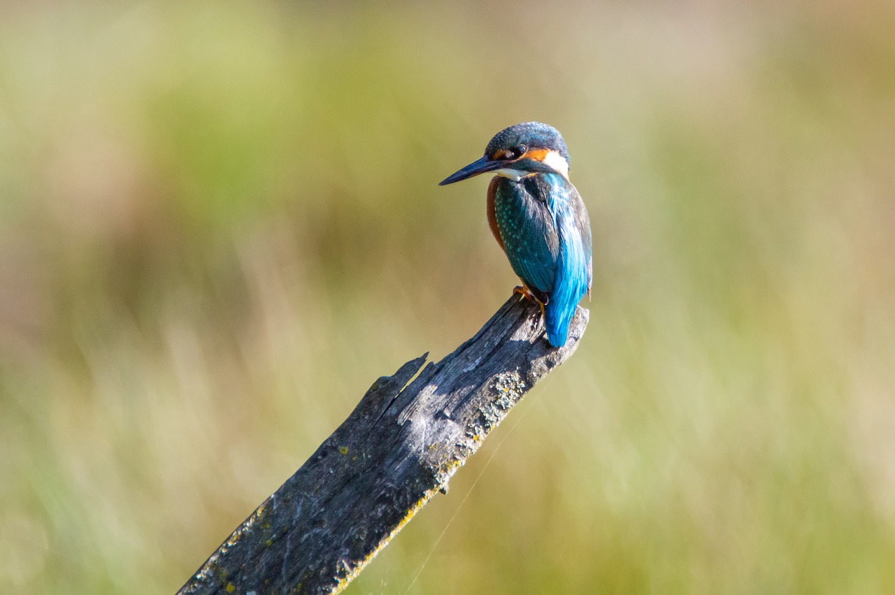 kingfisher  nature  bird free photo