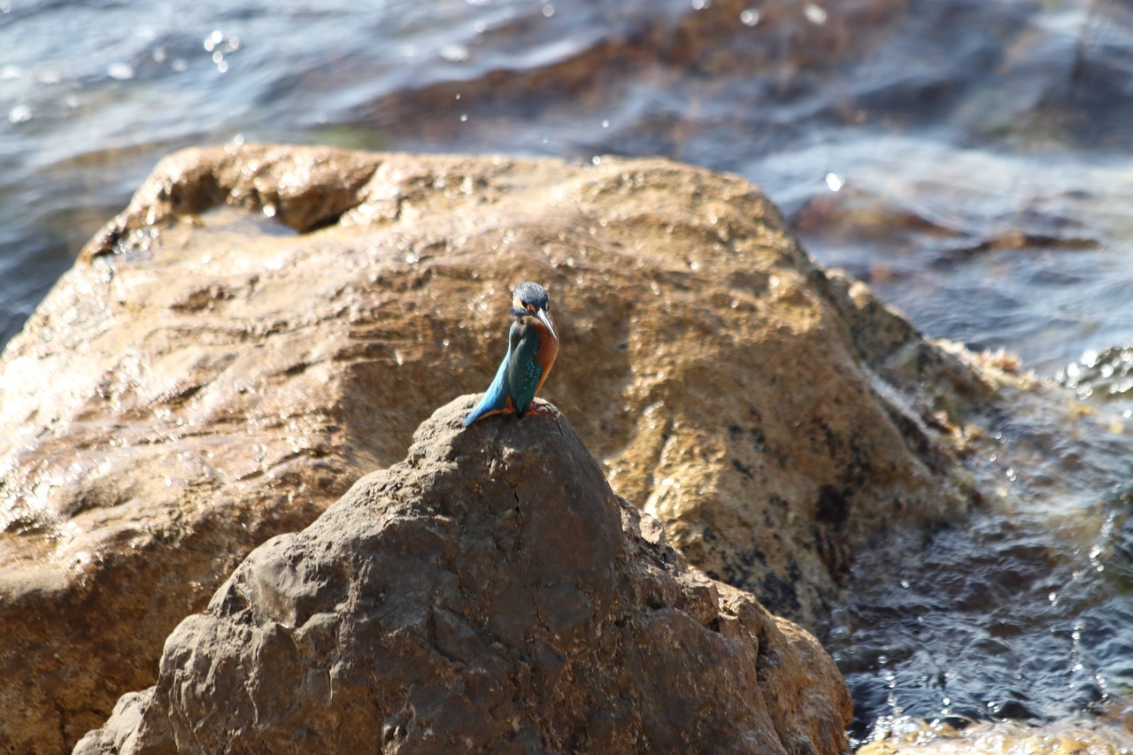 kingfisher  stone  bird free photo