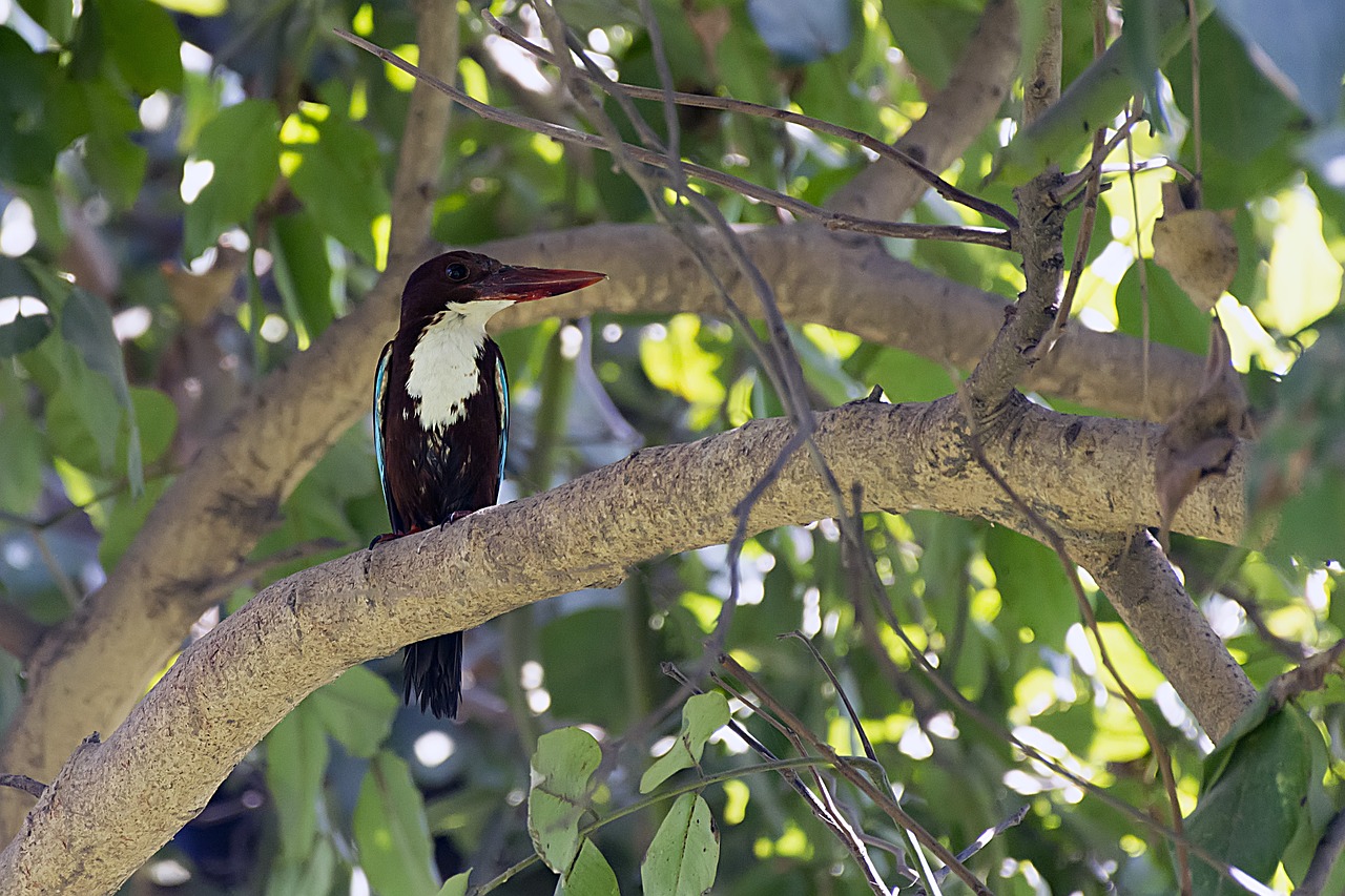 kingfisher  bird  nature free photo