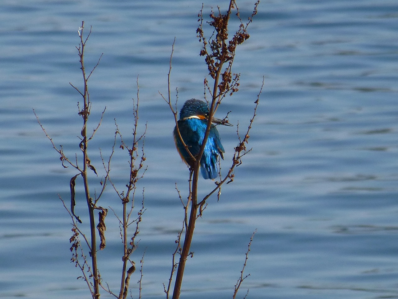 kingfisher  alcedo  king fisher free photo