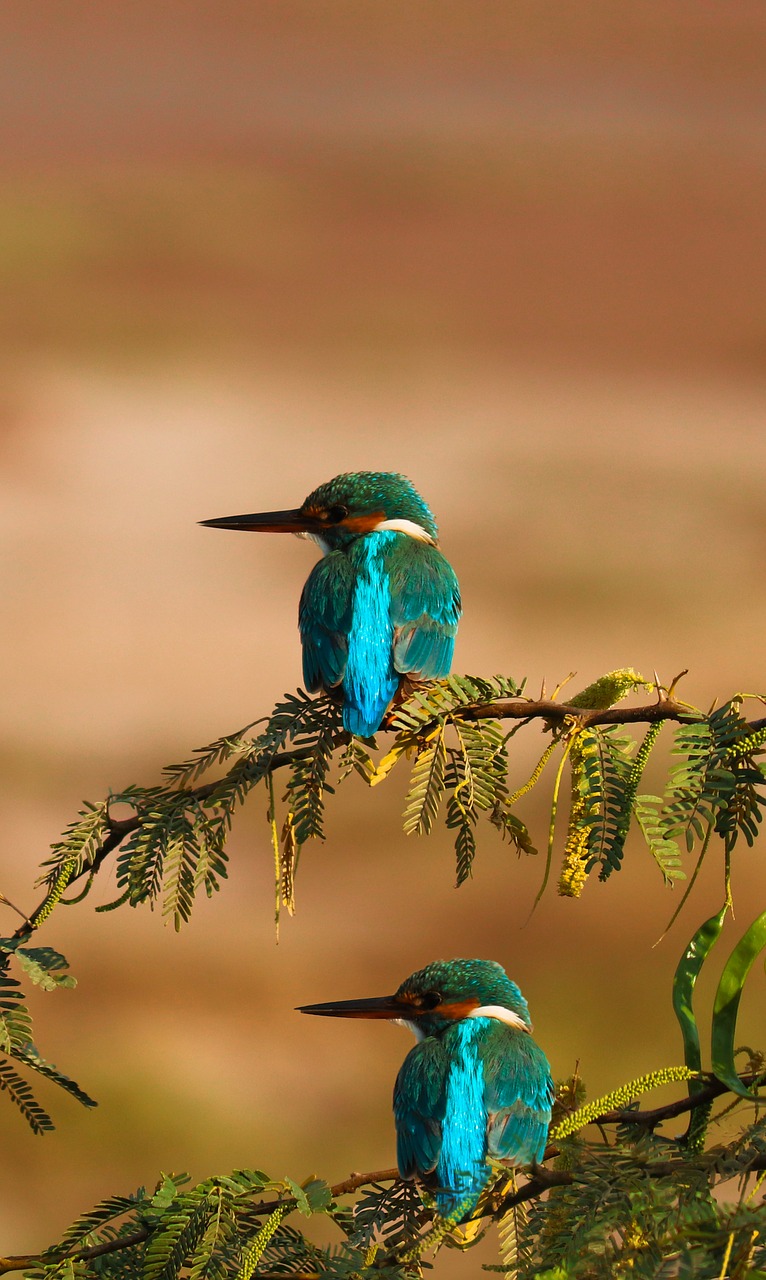 kingfisher  bird  nature free photo