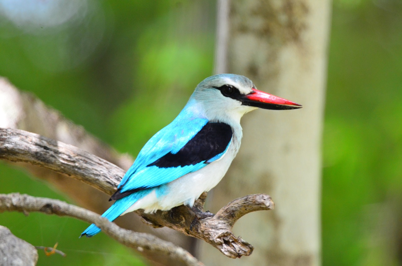 kingfisher  bird  nature free photo