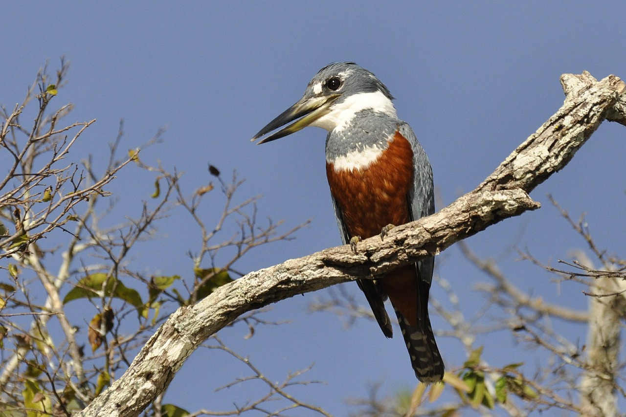 kingfisher brazil south america free photo