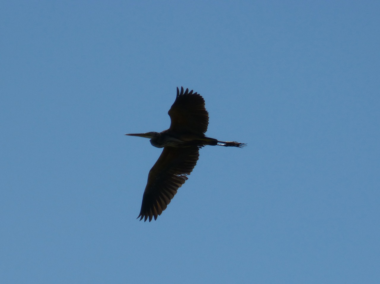 kingfisher sky blue free photo