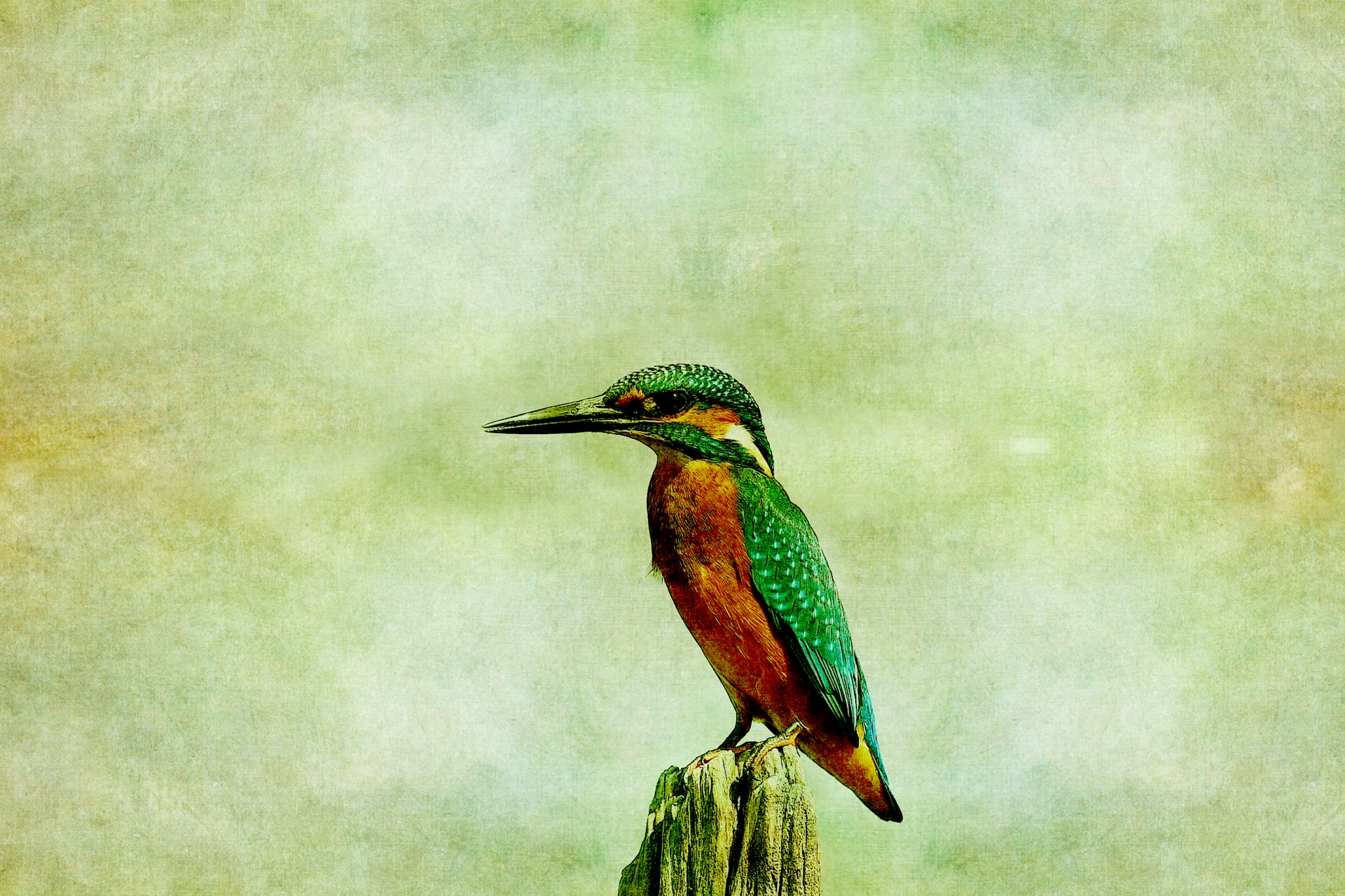 kingfisher bird vintage free photo