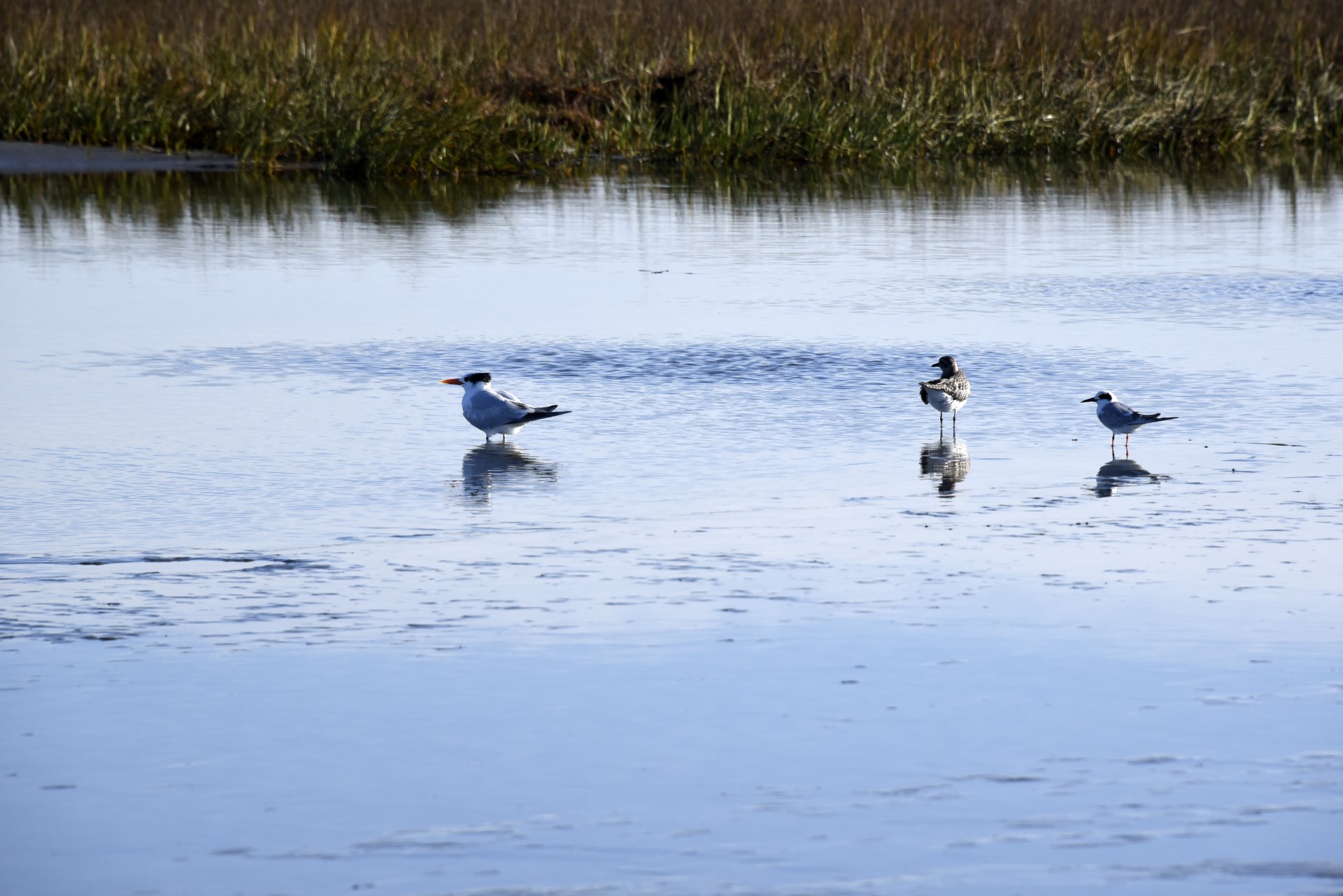 kingfisher gull wetland free photo