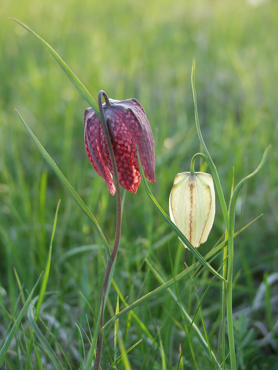 king's meadow lily provincial flower hinterland free photo