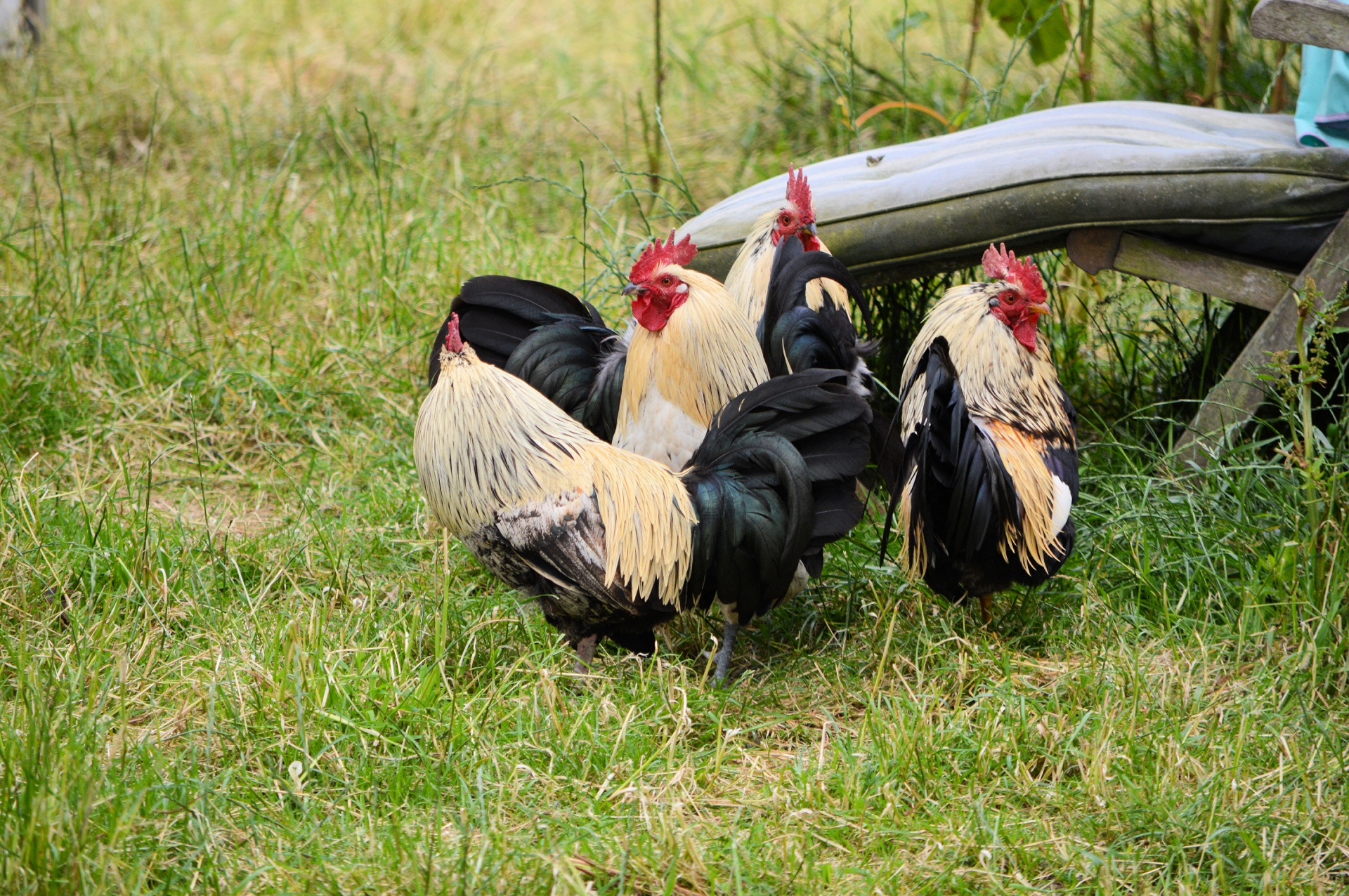 chicken livestock poultry free photo