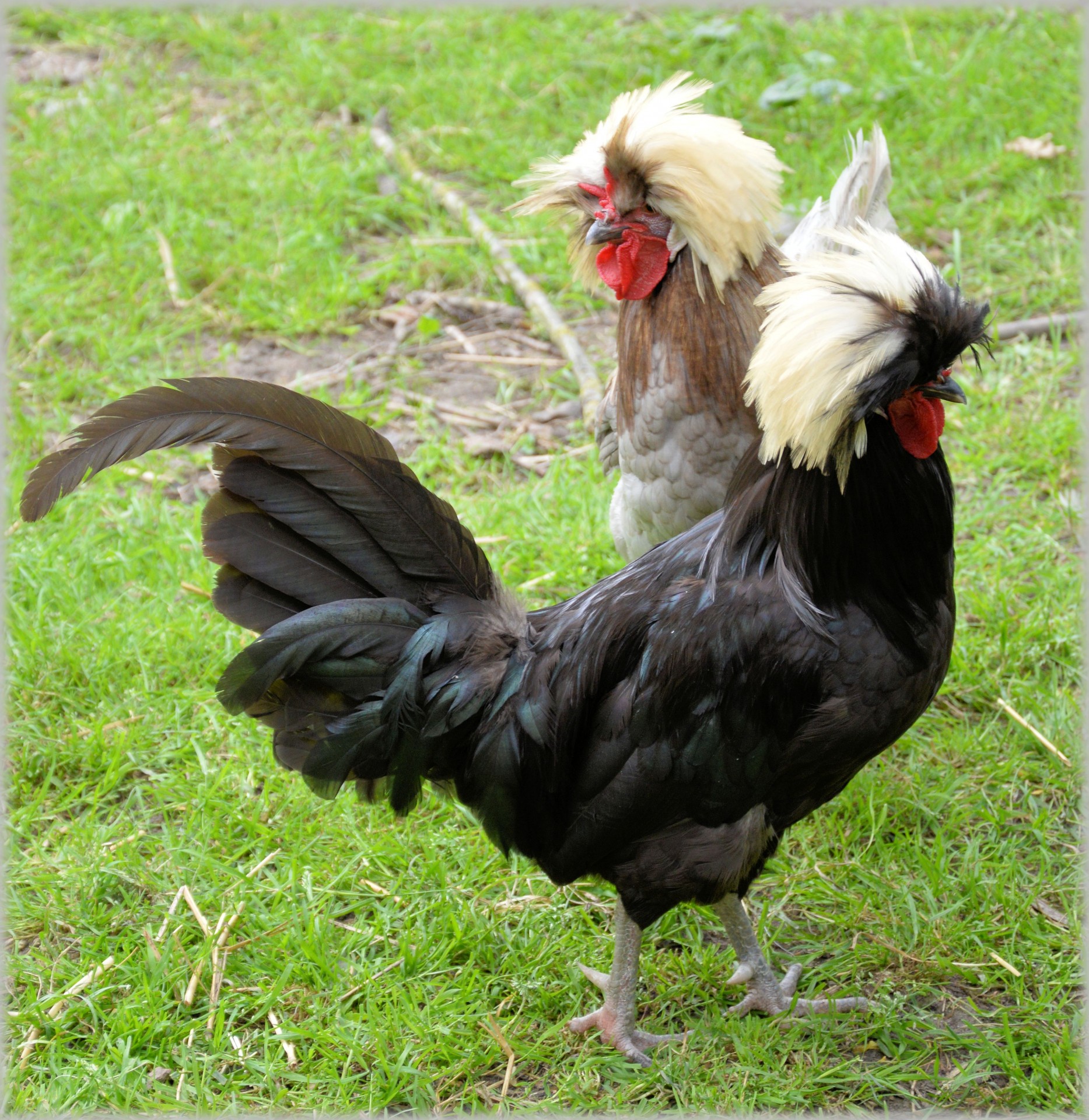 chicken chickens rooster free photo