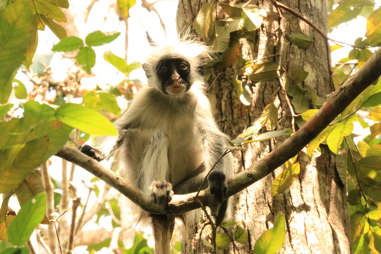 kirk'sredcolobus zanzibar monkey free photo
