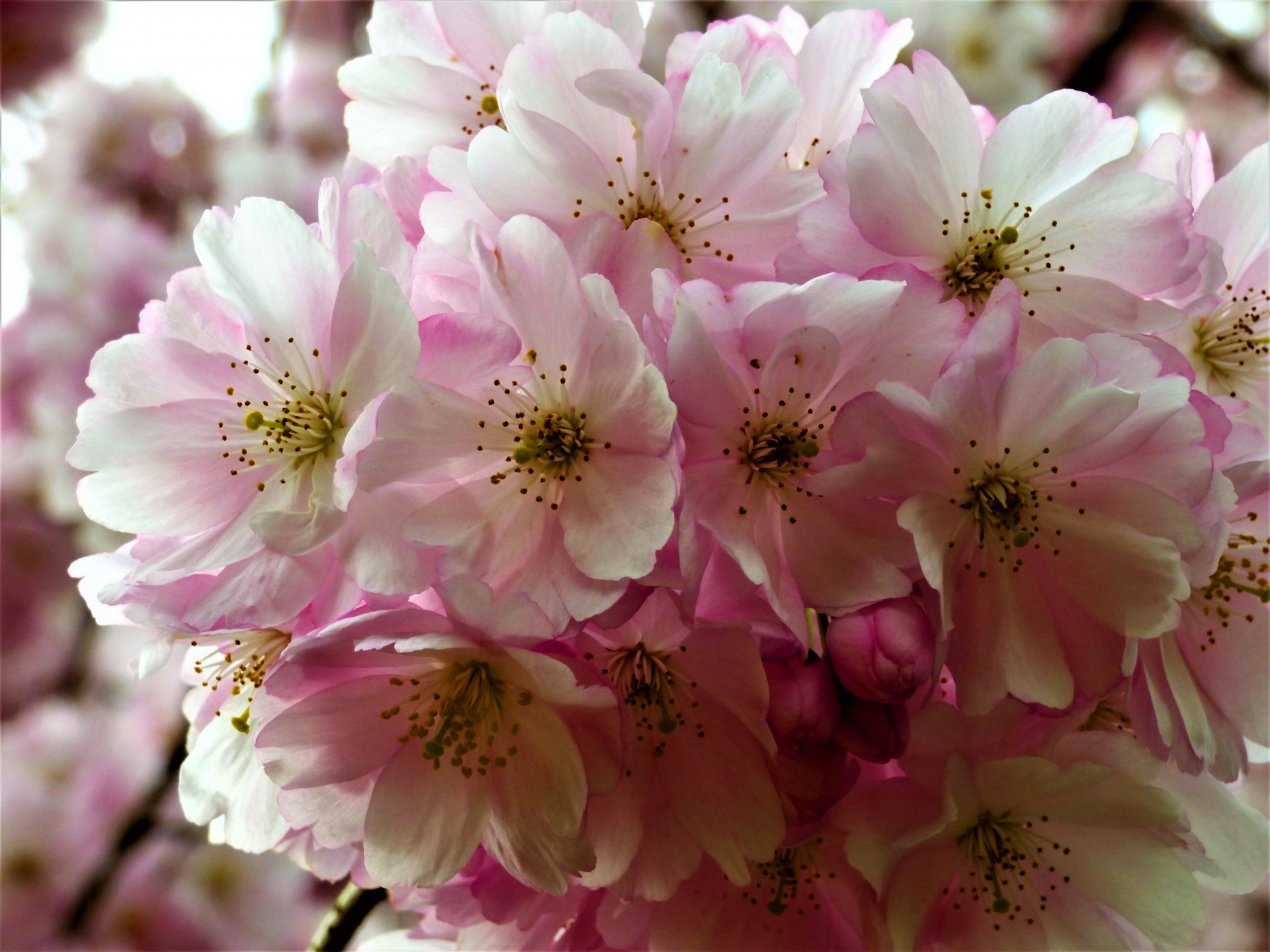 almond blossom cherry blossom japanese ornamental free photo