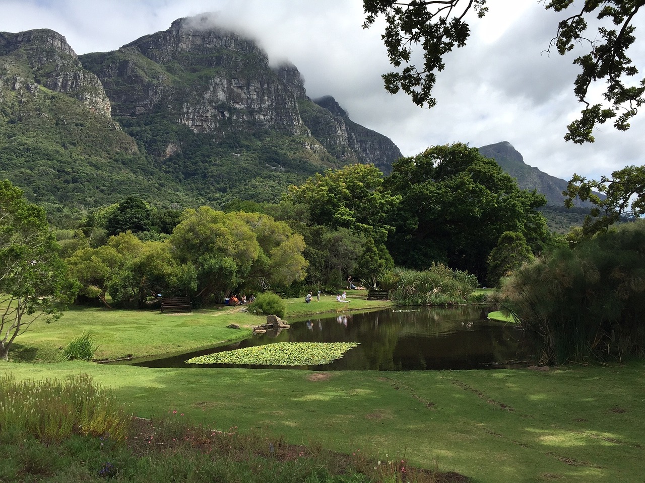 kirstenbosch nature botanical free photo