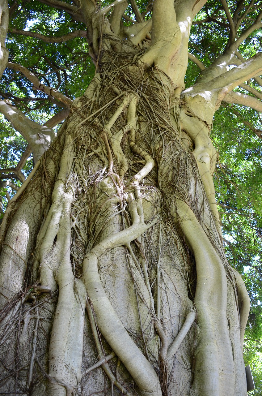 kirstenbosch botanical gardens cape town tree free photo