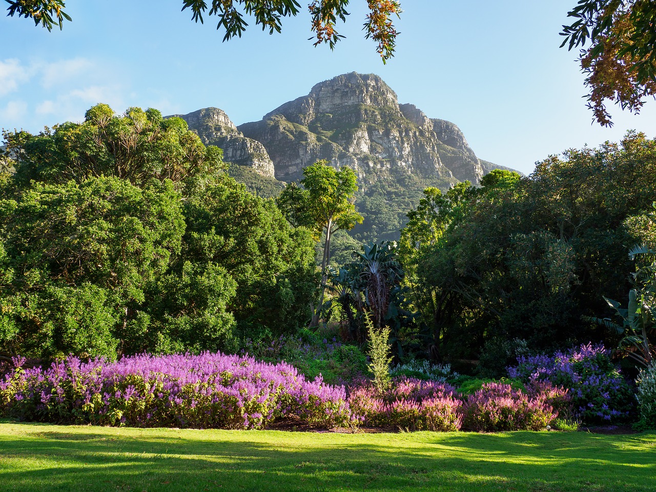 kirstenbosch botanical gardens  landscape  nature free photo