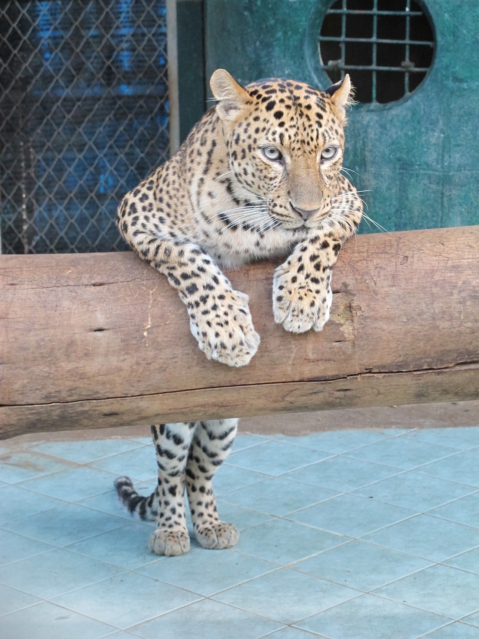 kisa leopard zoo free photo