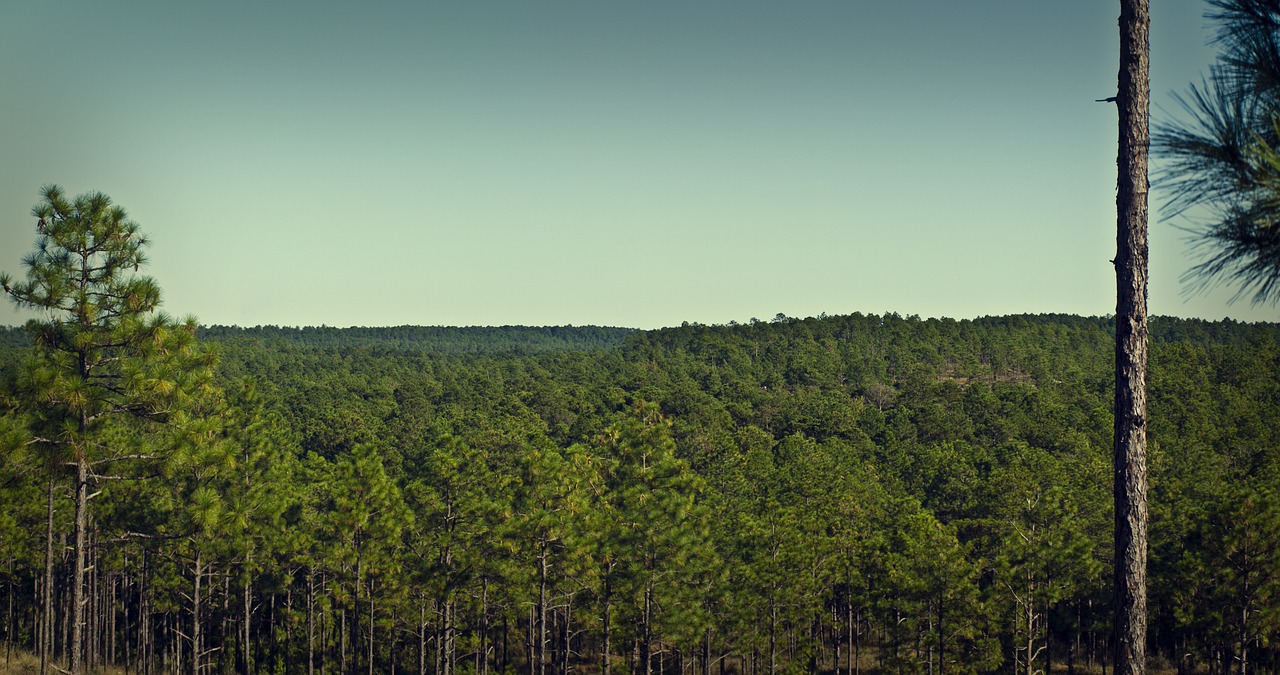 kisatche forest forest sky free photo