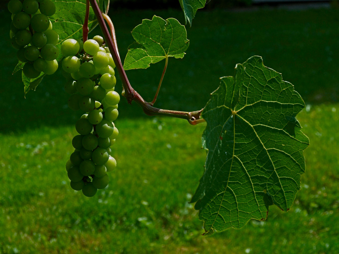 bunch grapes nature free photo