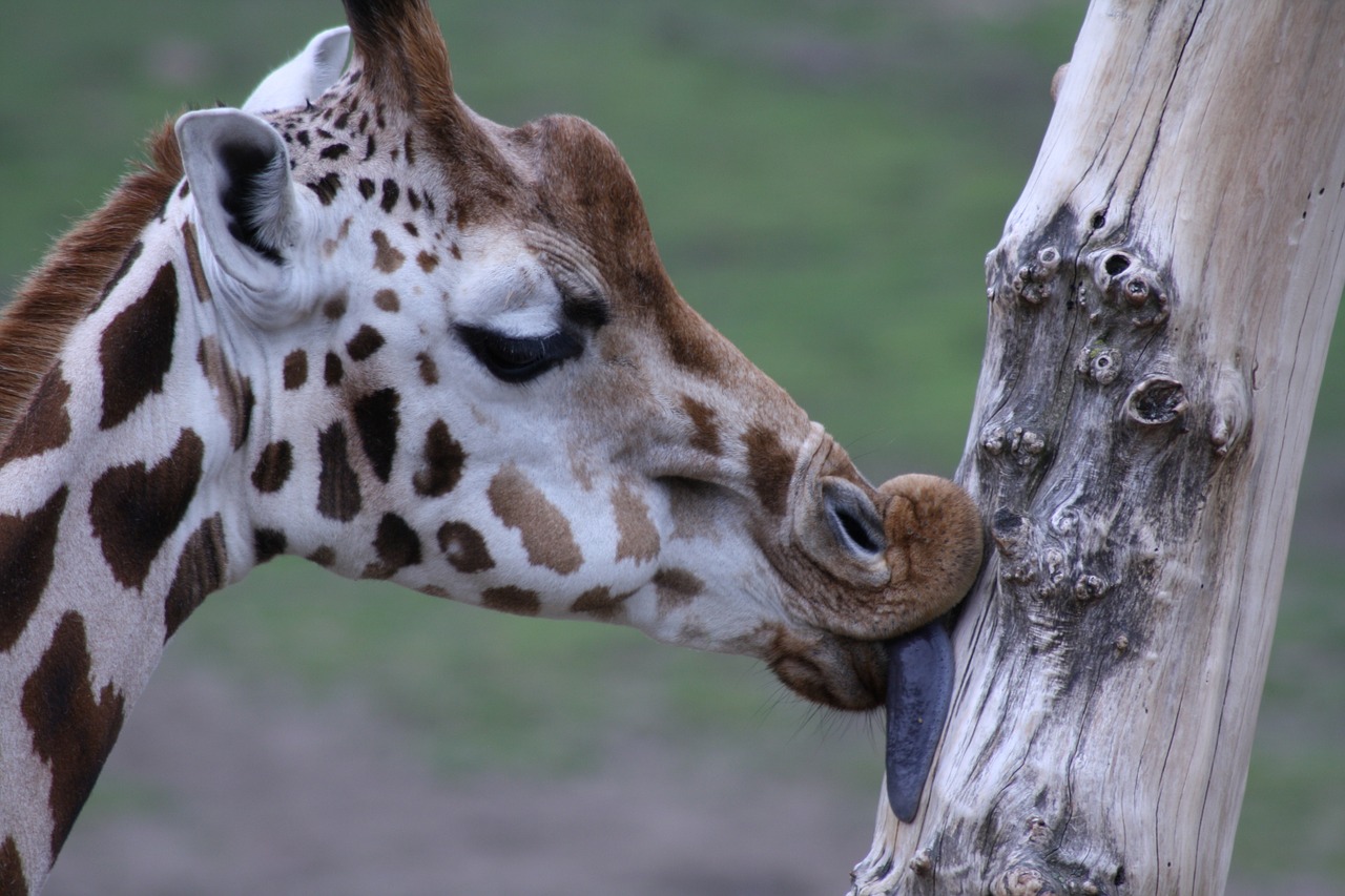 giraffe kiss tree free photo