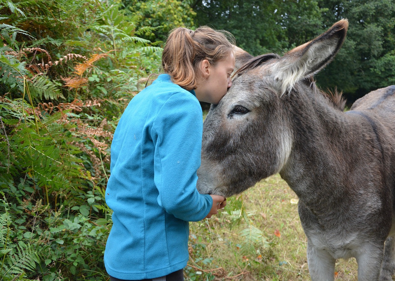 Download free photo of Kiss,donkey,girl,young woman,tenderness - from  
