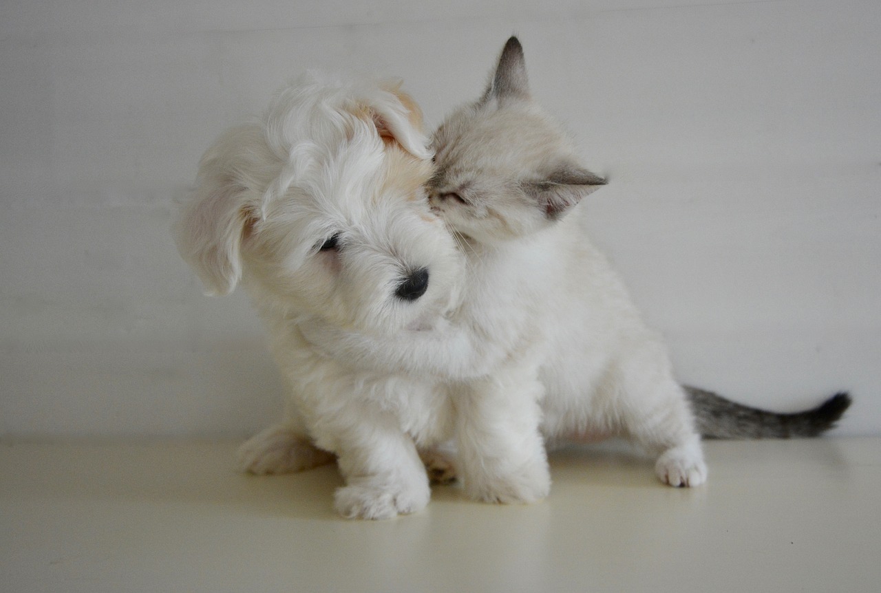 kiss kisses puppy kitten free photo