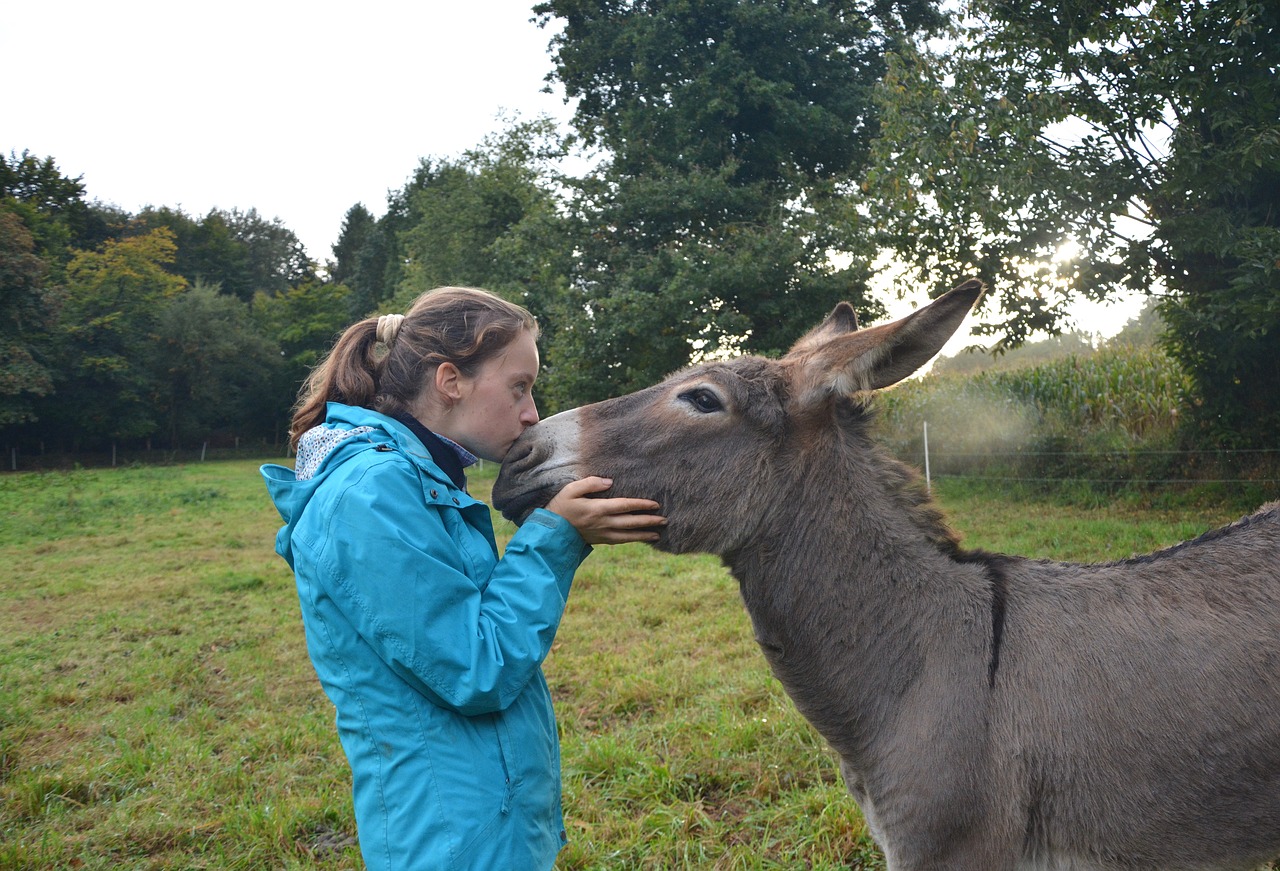 kiss girl donkey free photo