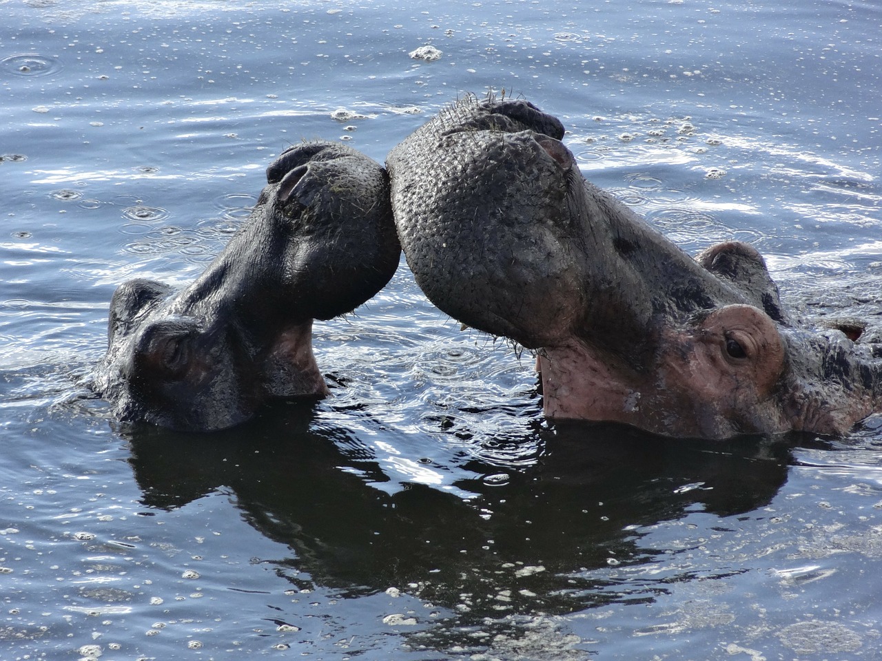kiss hippos bath free photo