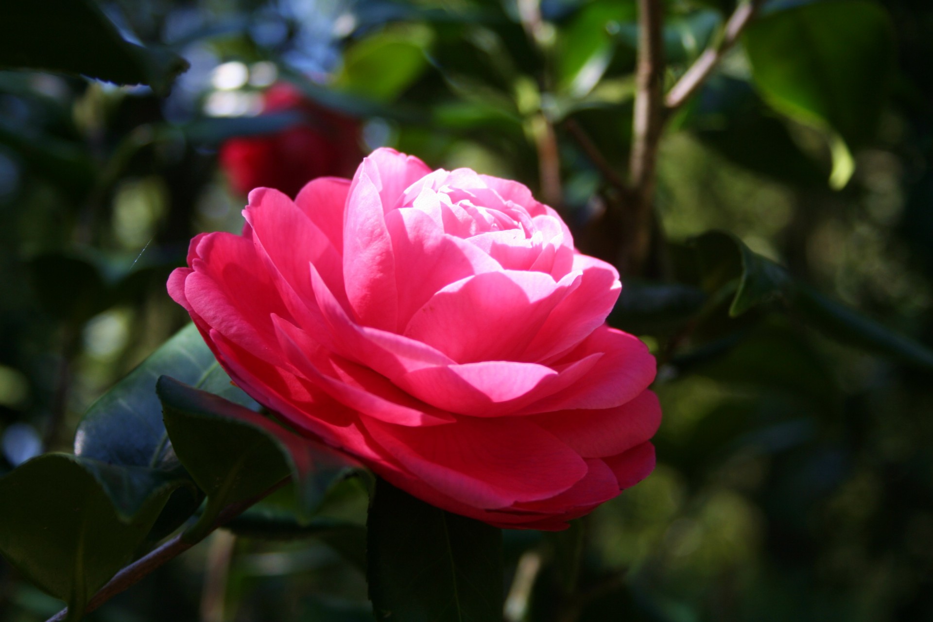 flower camellia leu gardens free photo