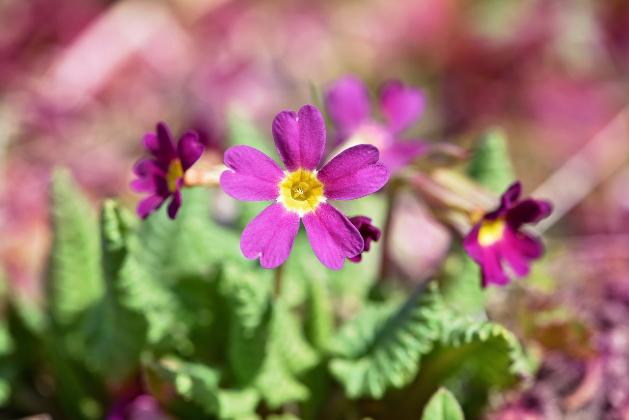 kissenprimel violet cowslip free photo