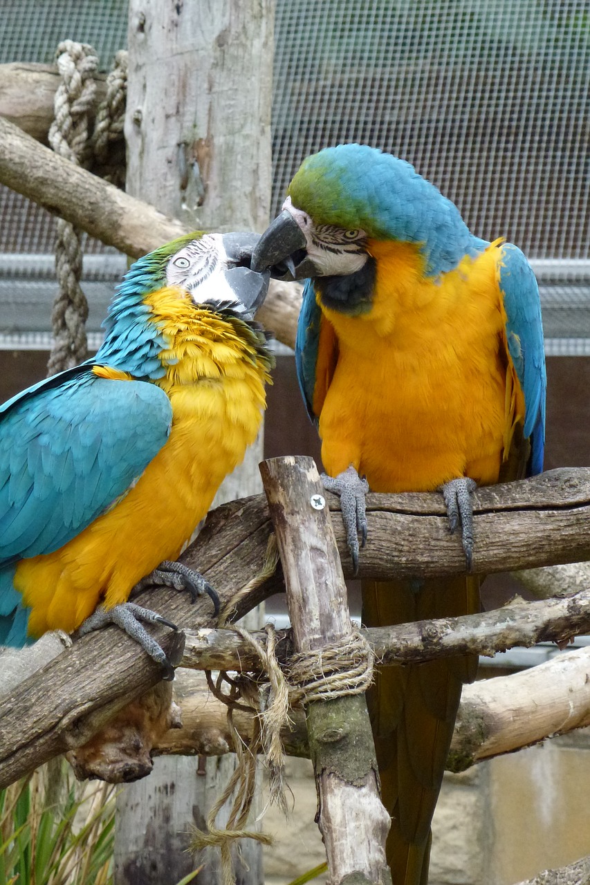 kissing birds parrots free photo