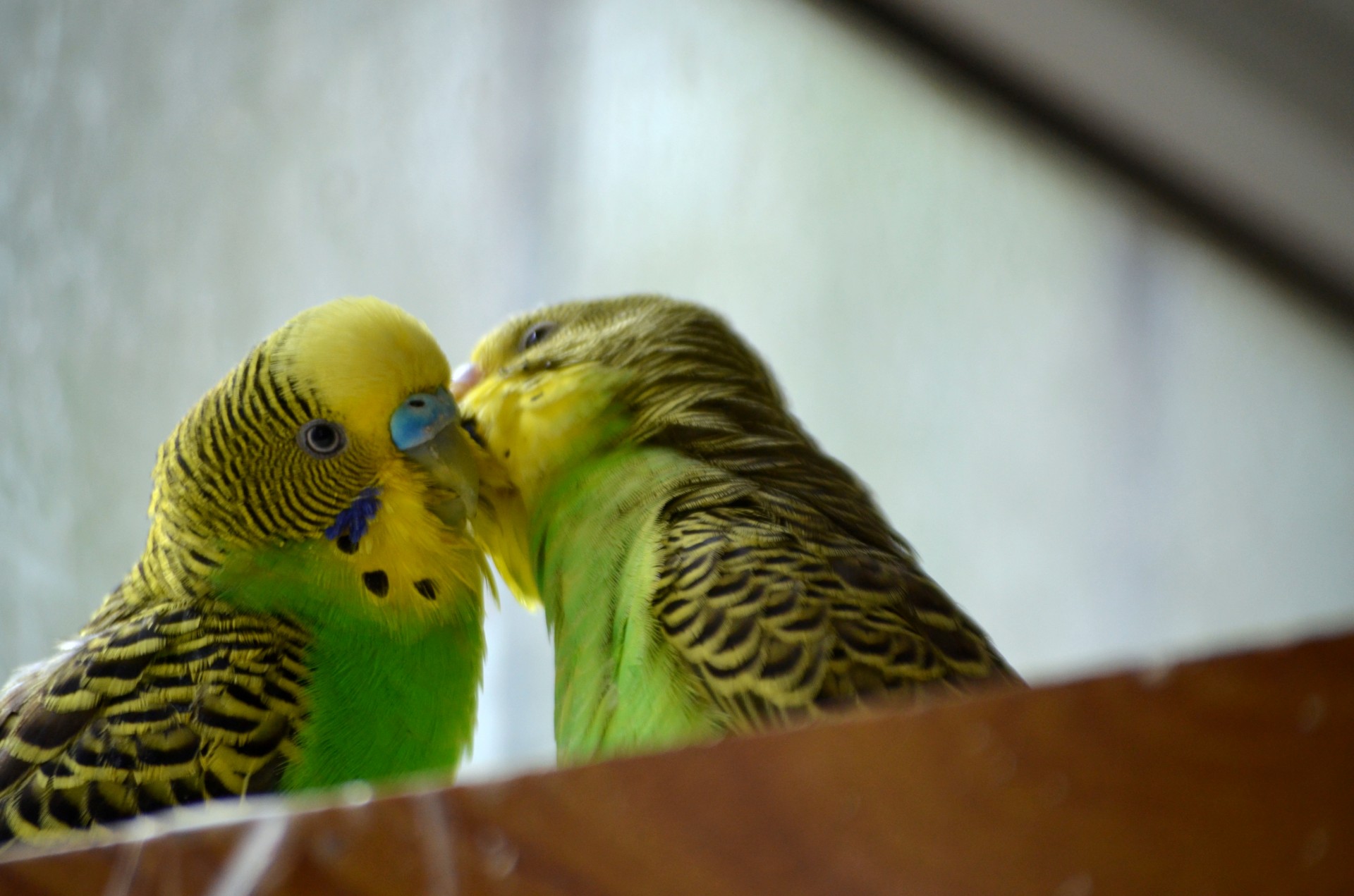 animals parakeet budgie free photo