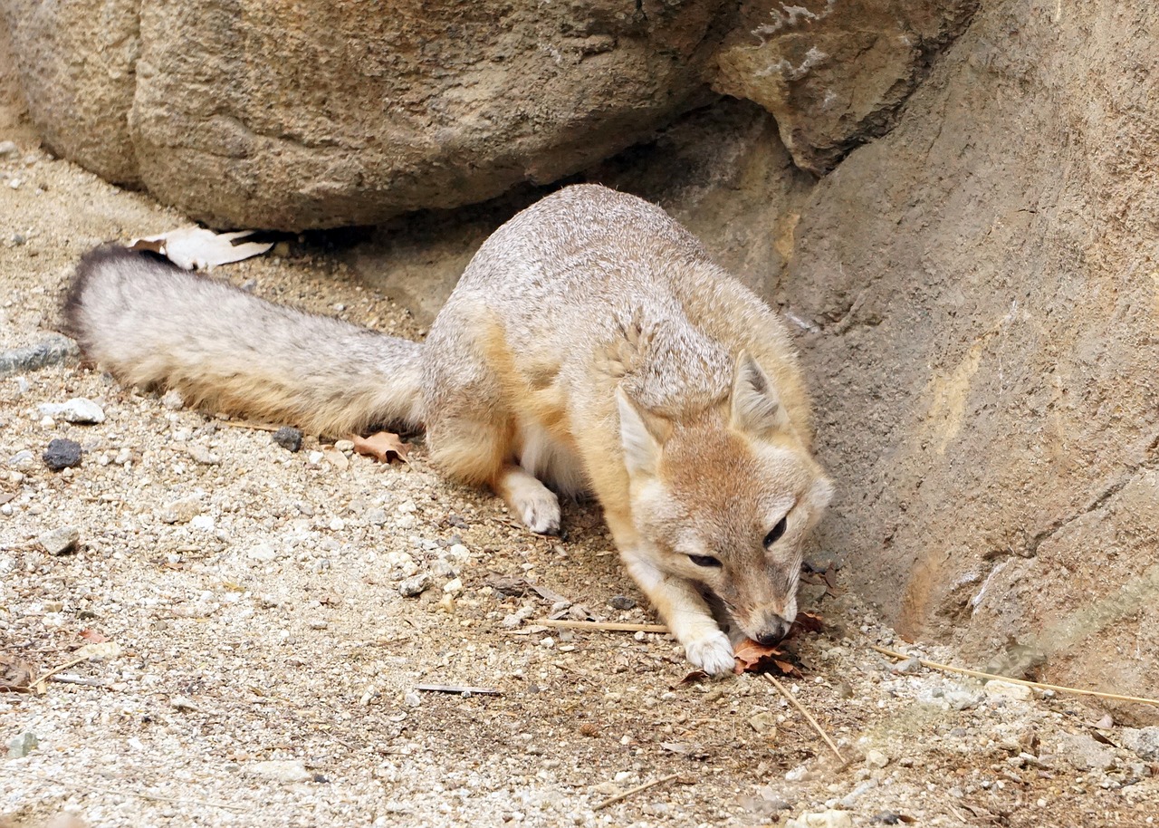 kit fox  fox  wildlife free photo