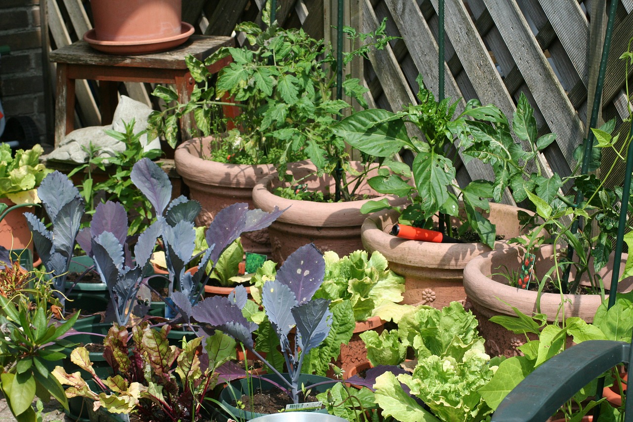 kitchen garden self cultivation food free photo