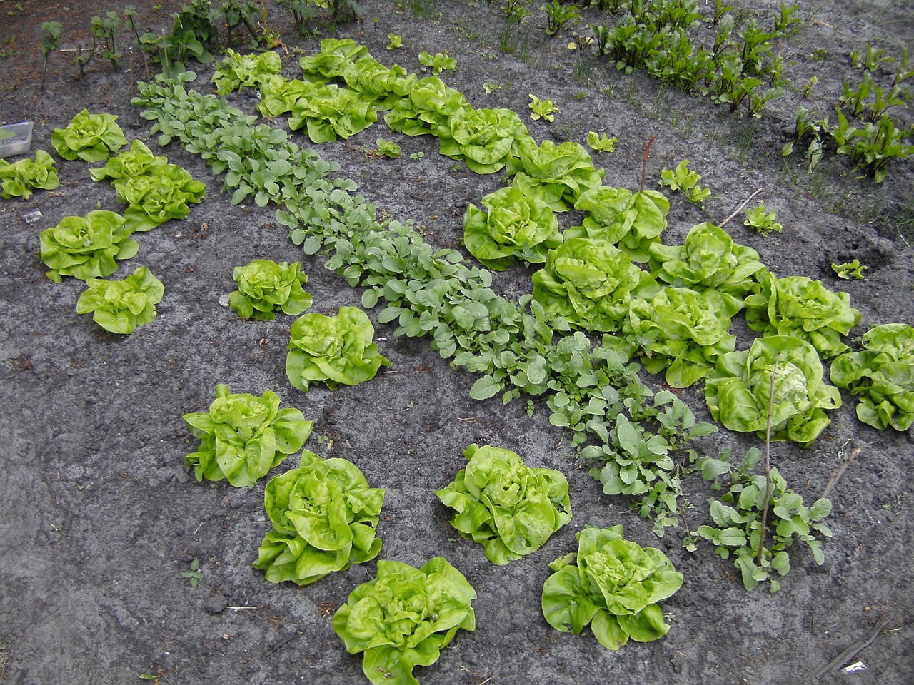 kitchen garden vegetable lettuce free photo