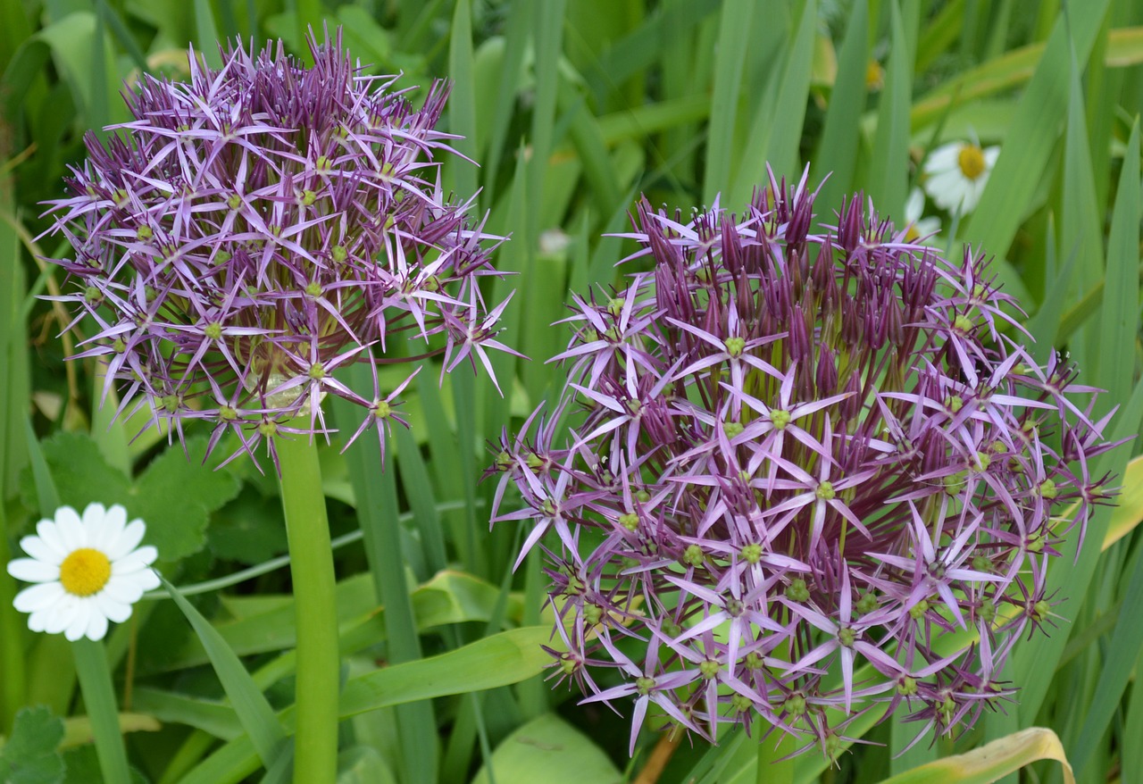 kitchen garden onion flowers purple free photo