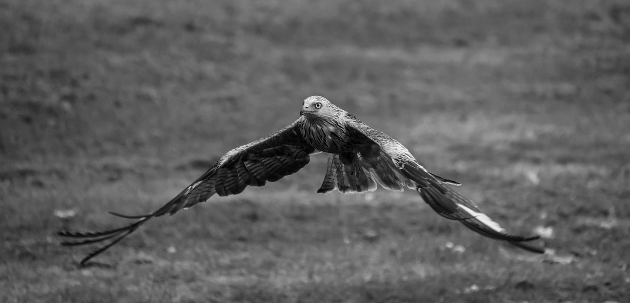 kite red bird free photo