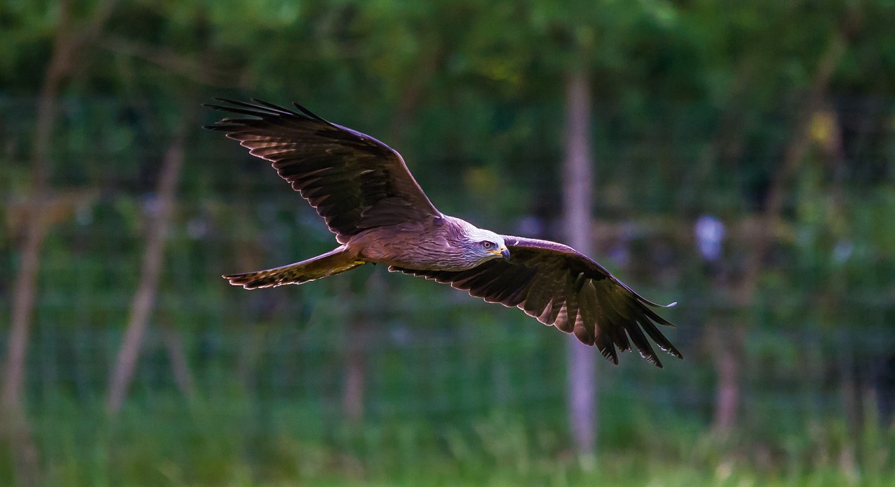 kite prey raptor free photo