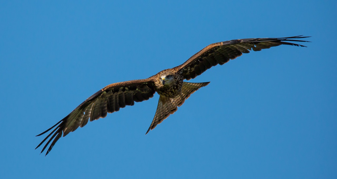 kite black predator free photo