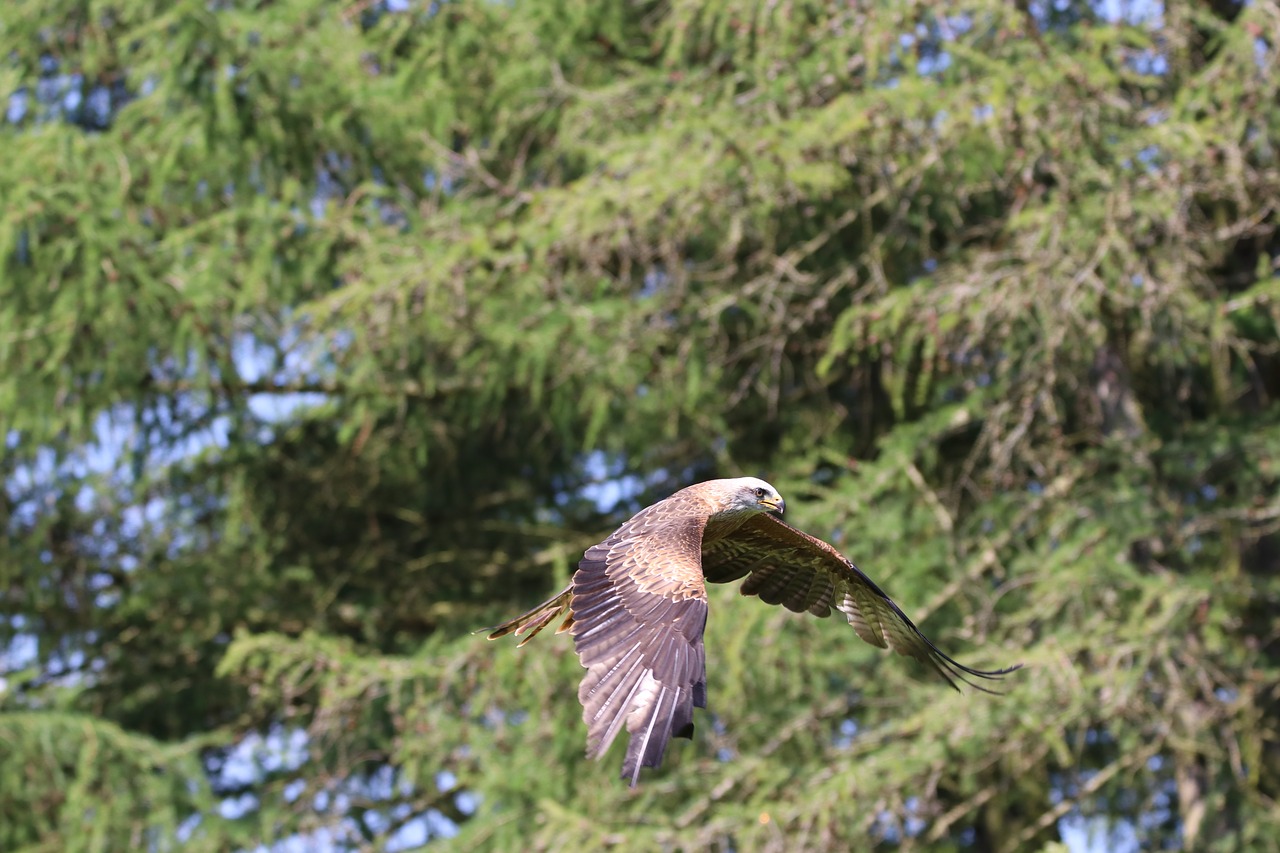 kite bird raptor free photo