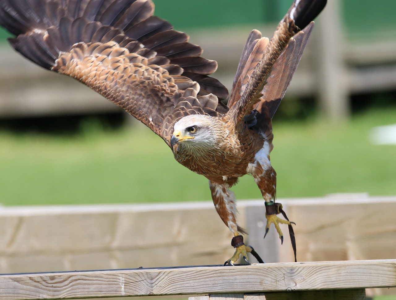 kite bird raptor free photo