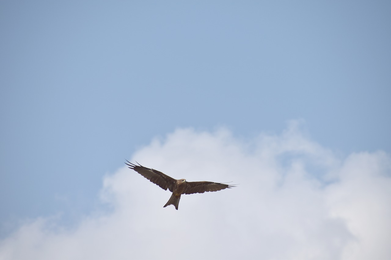 kite bird flight blue sky free photo